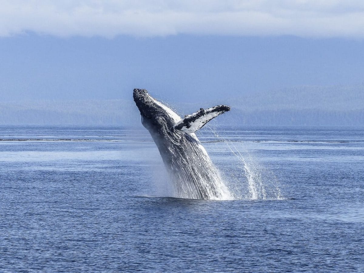 mozambique whale