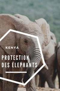 protection-elephants-kenya