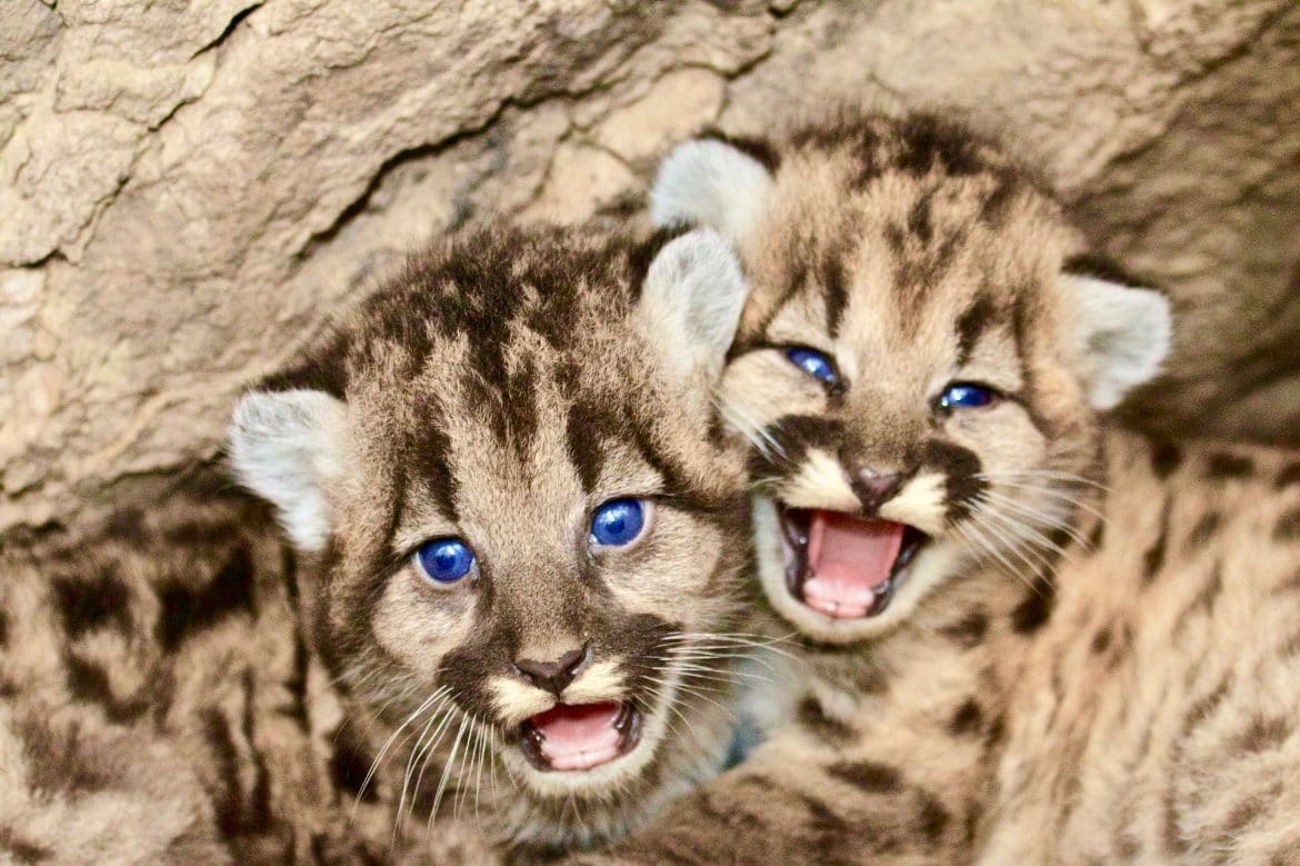 animaux puma