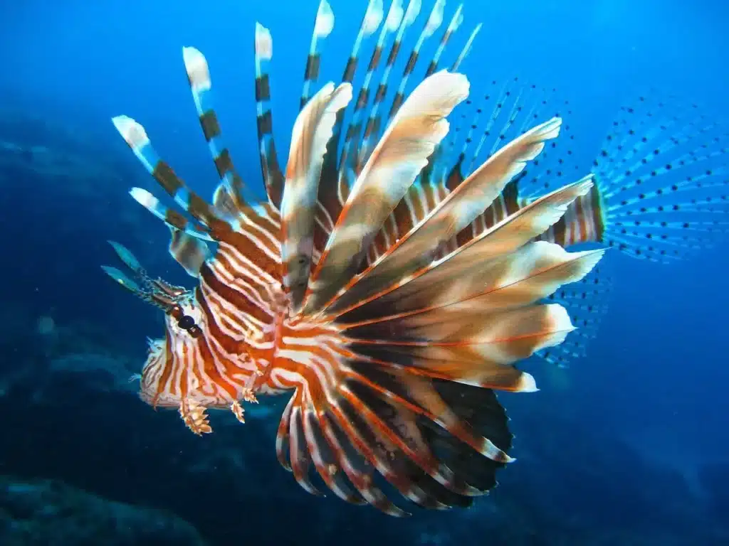 scorpion fish