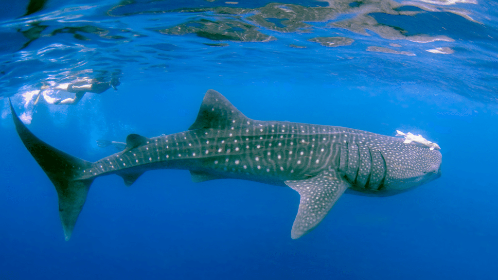 Whale Shark