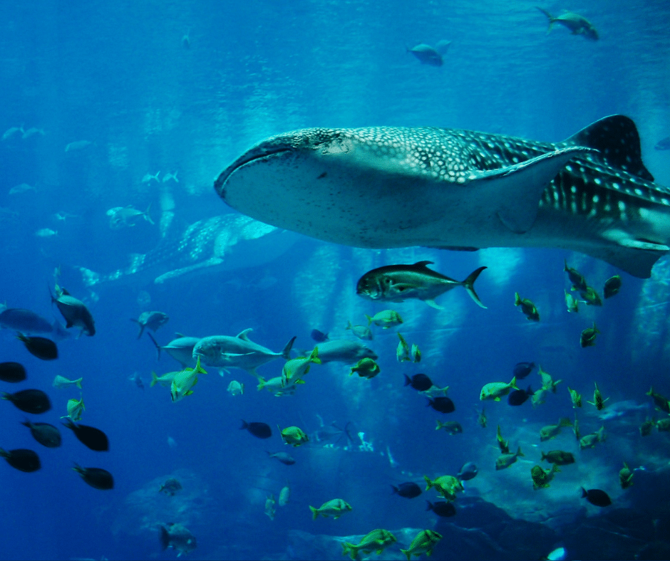 Whale shark