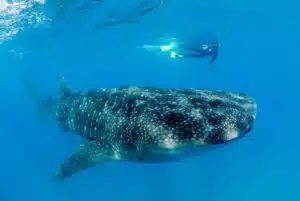 Volontariat requin baleine