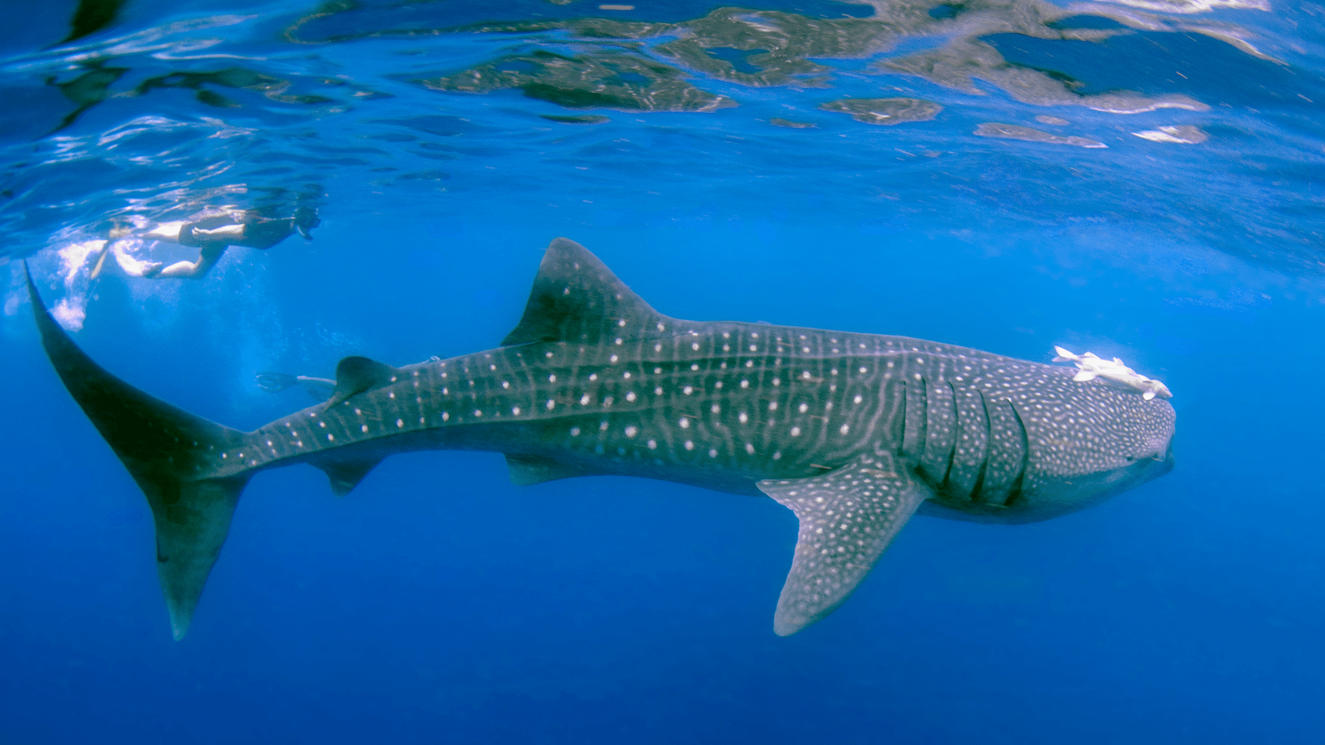 Requin Baleine