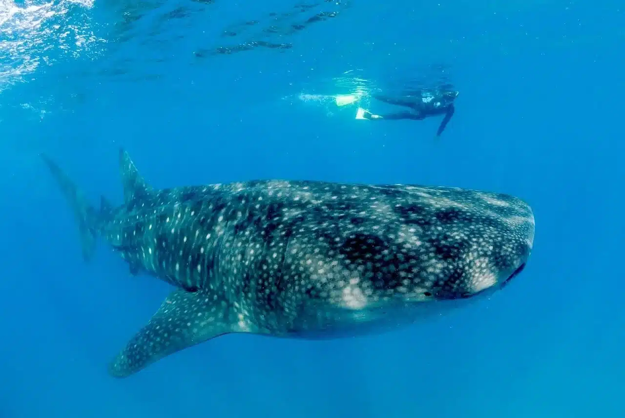 Whale shark volunteering