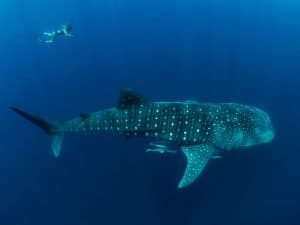 requin baleine nosy be