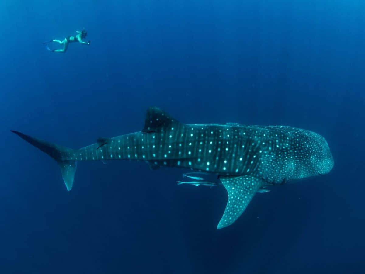 requin baleine nosy be