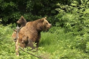 ours pyrénées