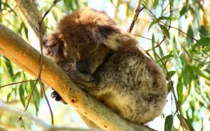 photo-koala