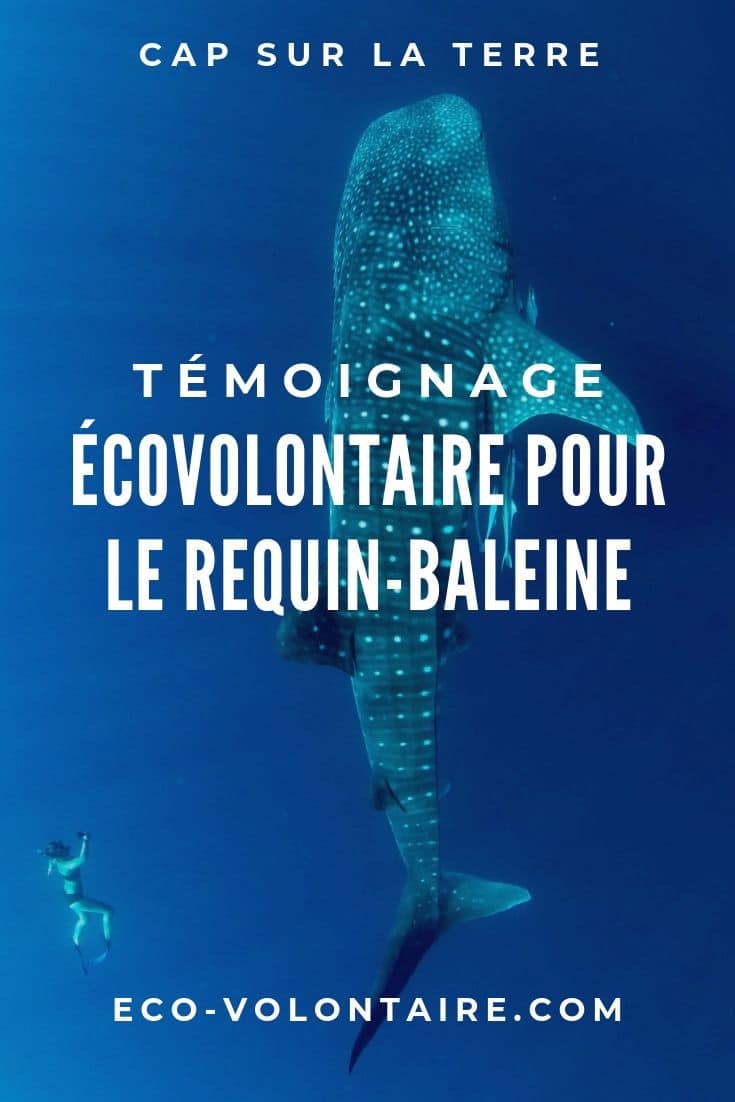 volontaire requin baleine