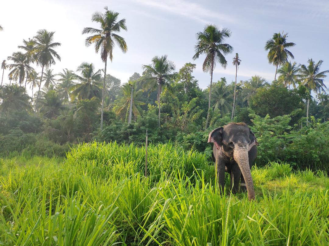 elephants-sri-lanka