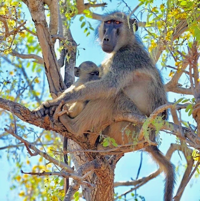 famille-babouin