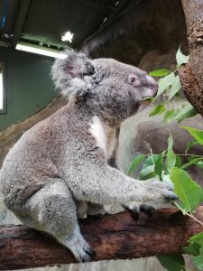 sauver animaux australie