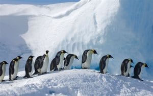 volontaire antarctique