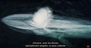 baleine drone