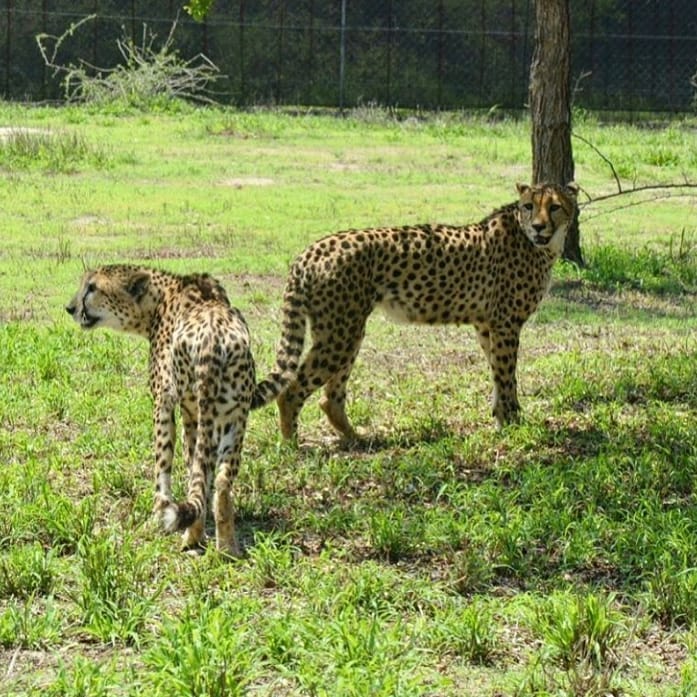 Guépard afrique