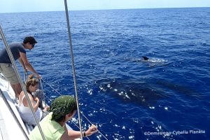 dauphins méditerranée