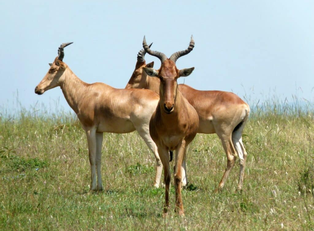 Ferme écoresponsable au Kenya