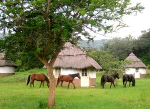Ferme au Kenya