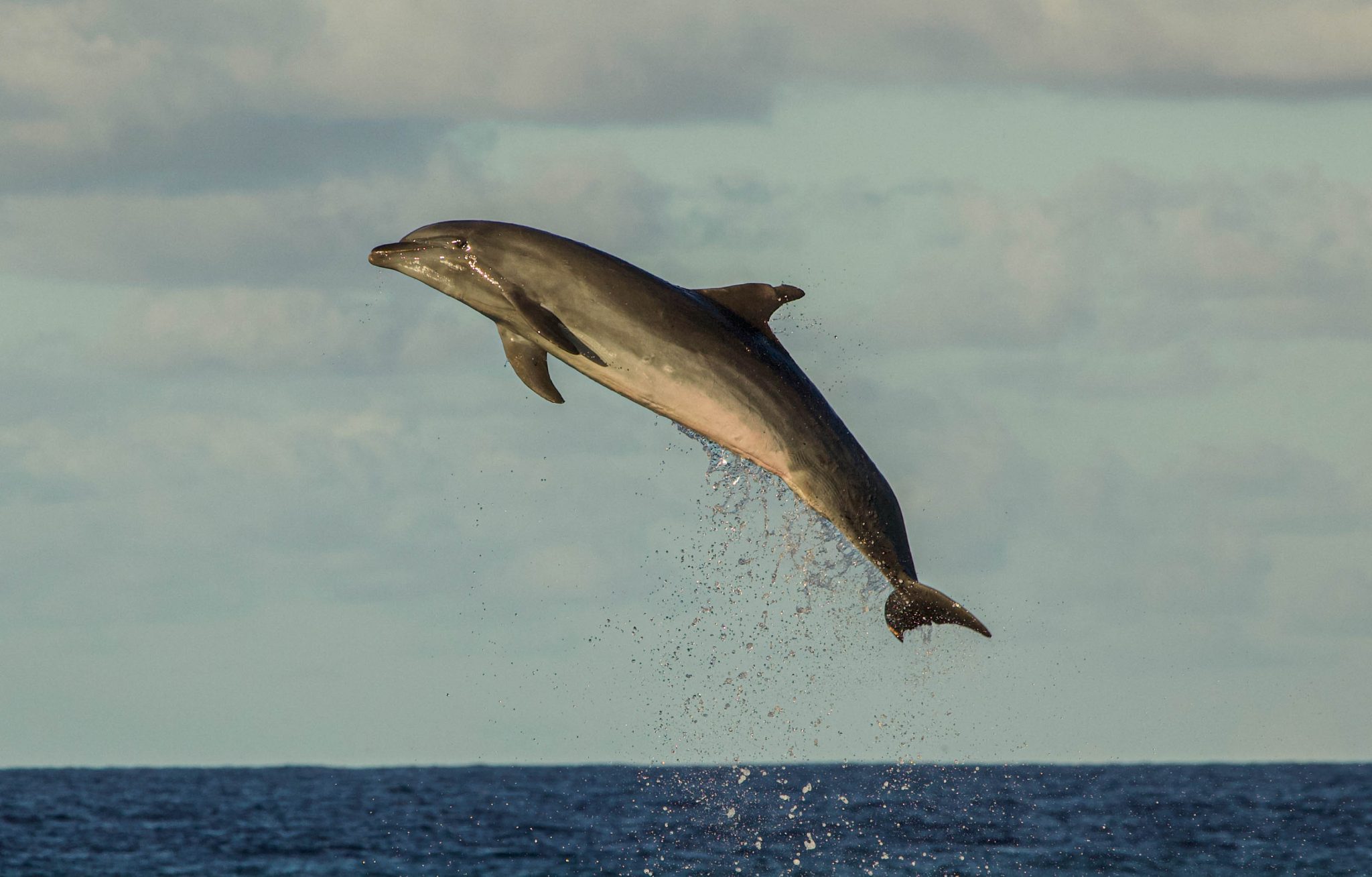 Tiputa's dolphins