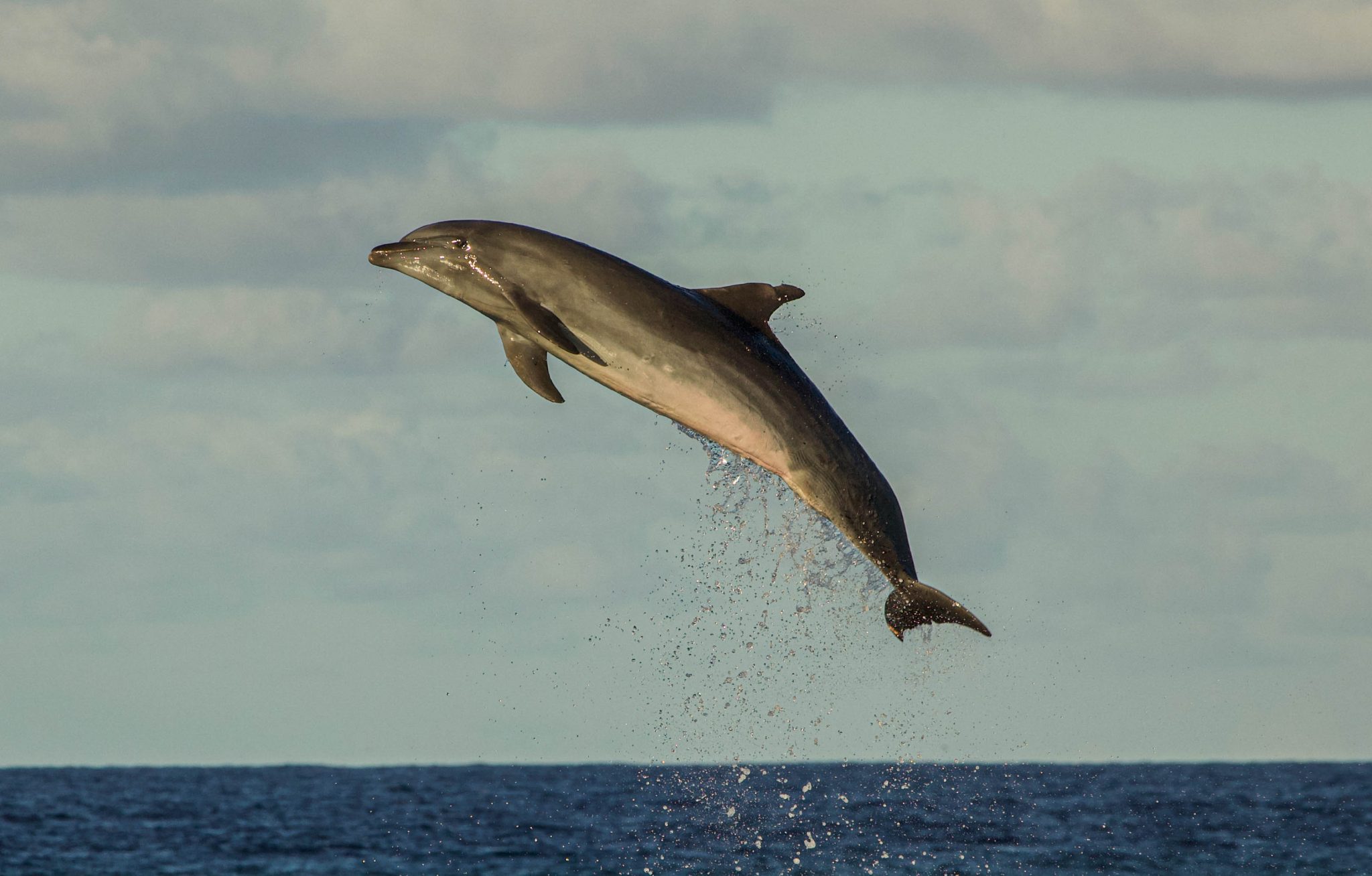 Les dauphins de Tiputa