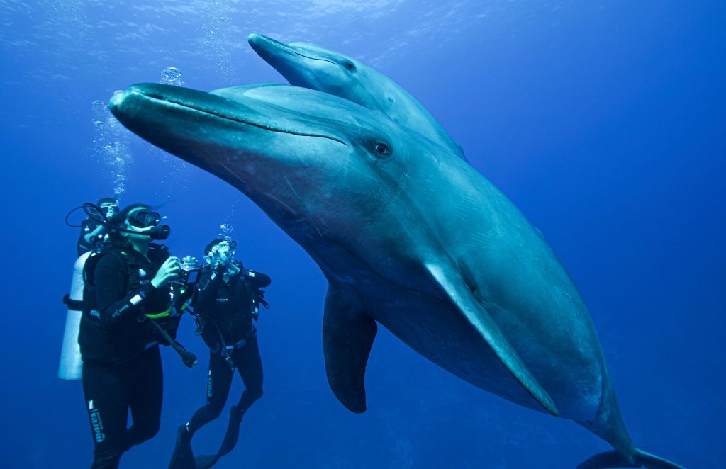 Diving volunteer