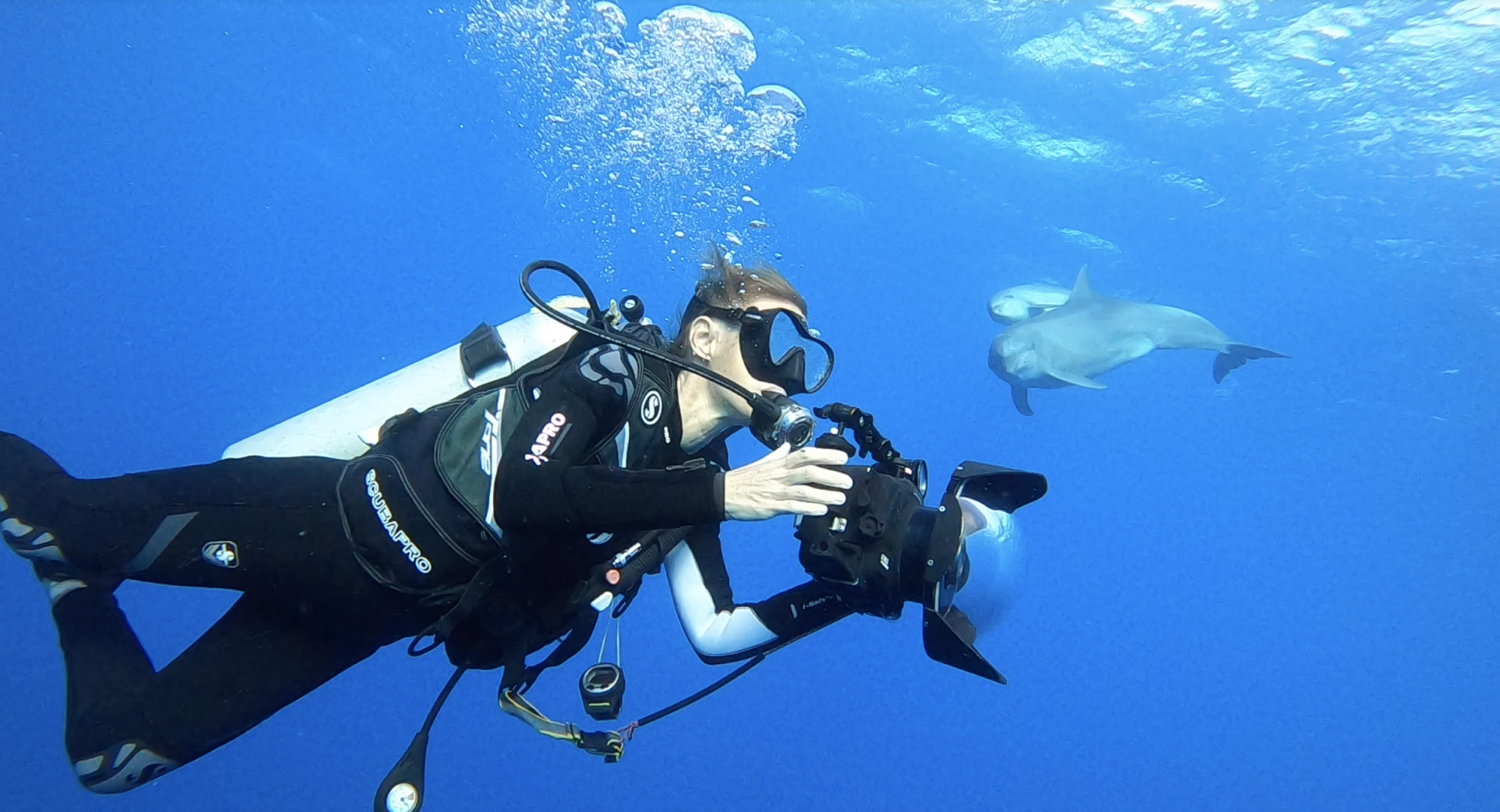 Rangiroa dolphin