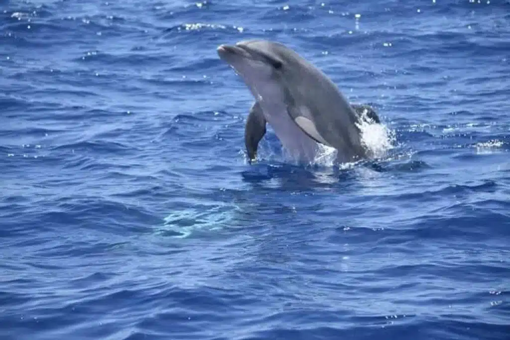 Camp d'été étude des dauphins