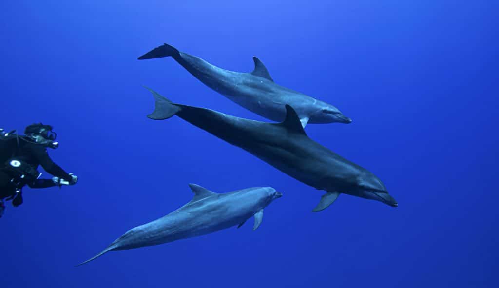Rangiroa bottlenose dolphin