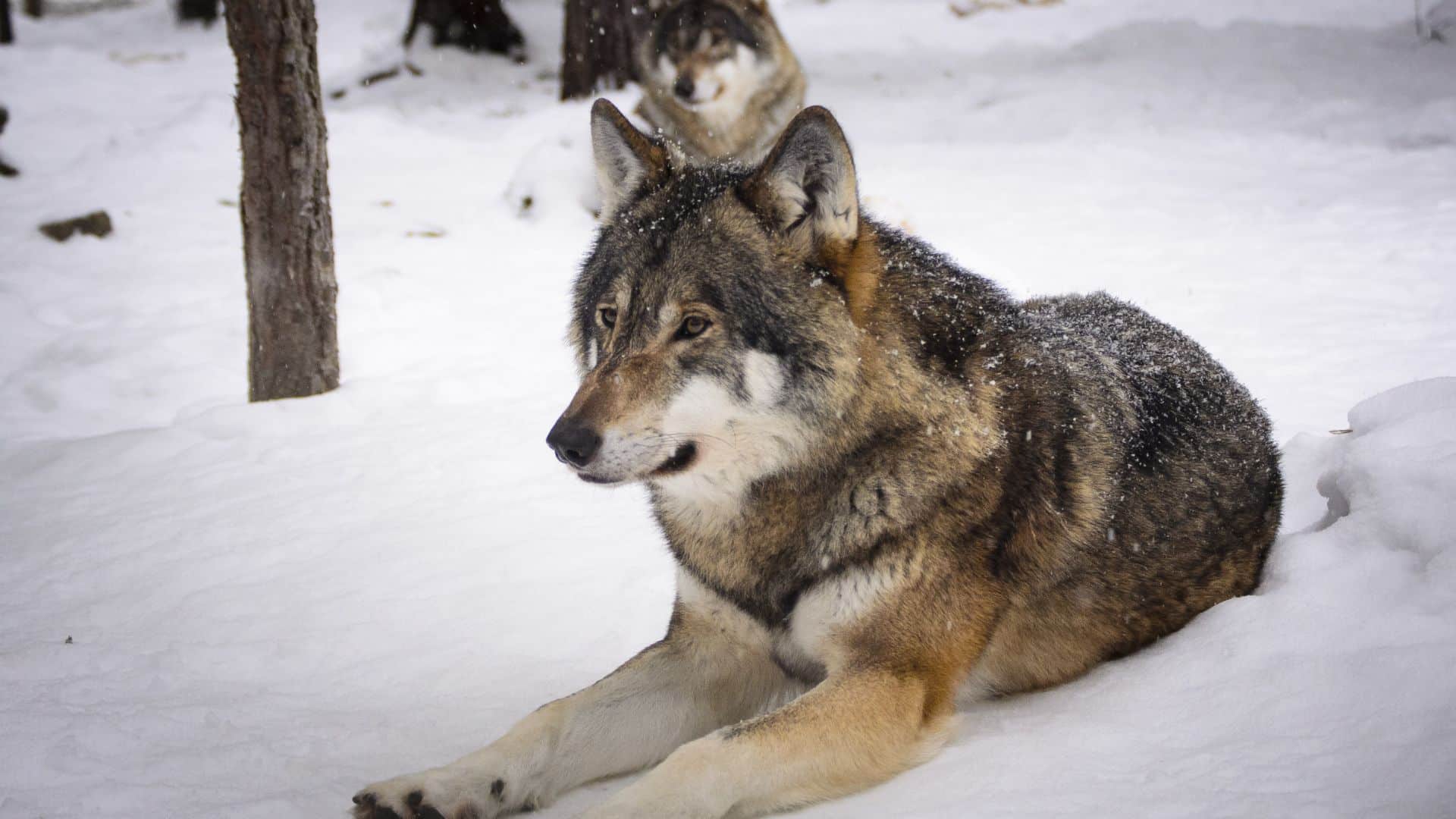 Sur les traces du loup