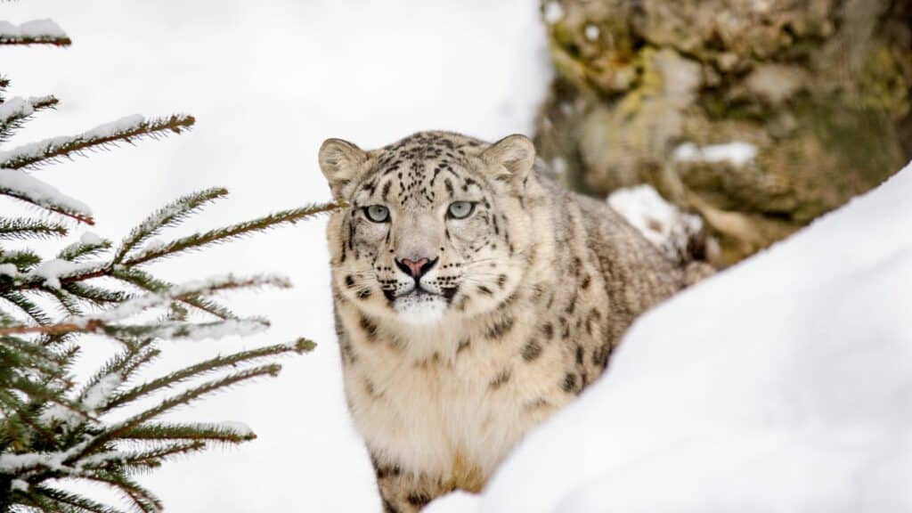 Snow leopard