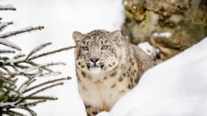 Panthère des neiges