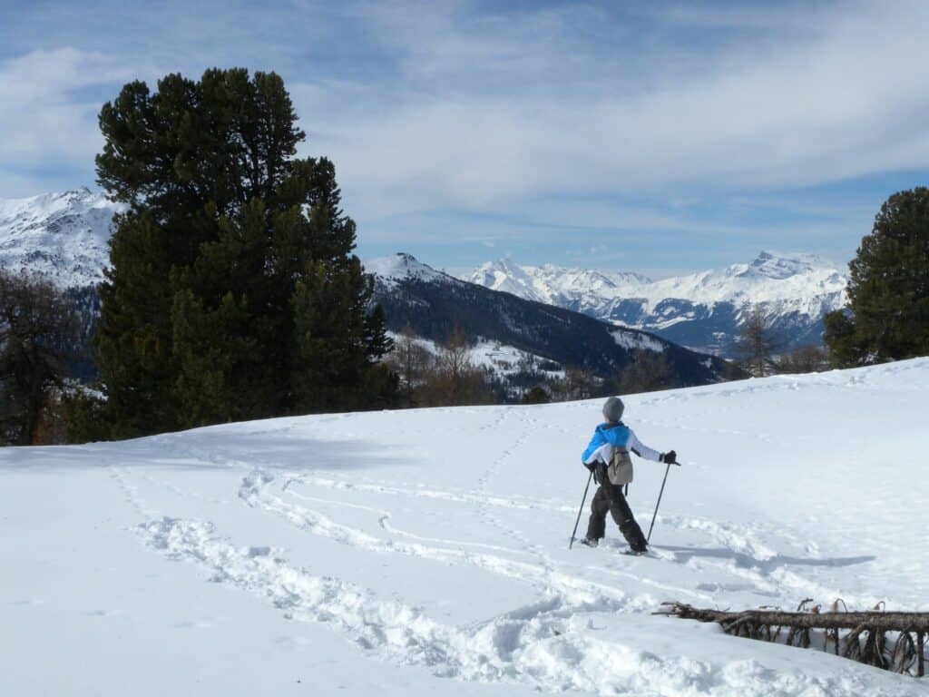 On the trail of the wolf on snowshoes