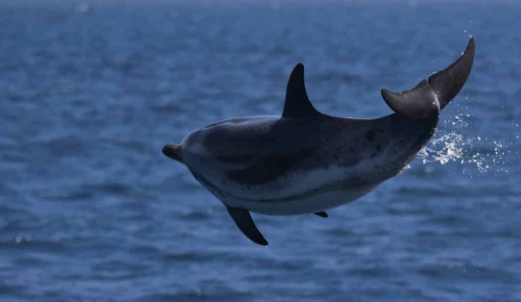 Blue dolphin