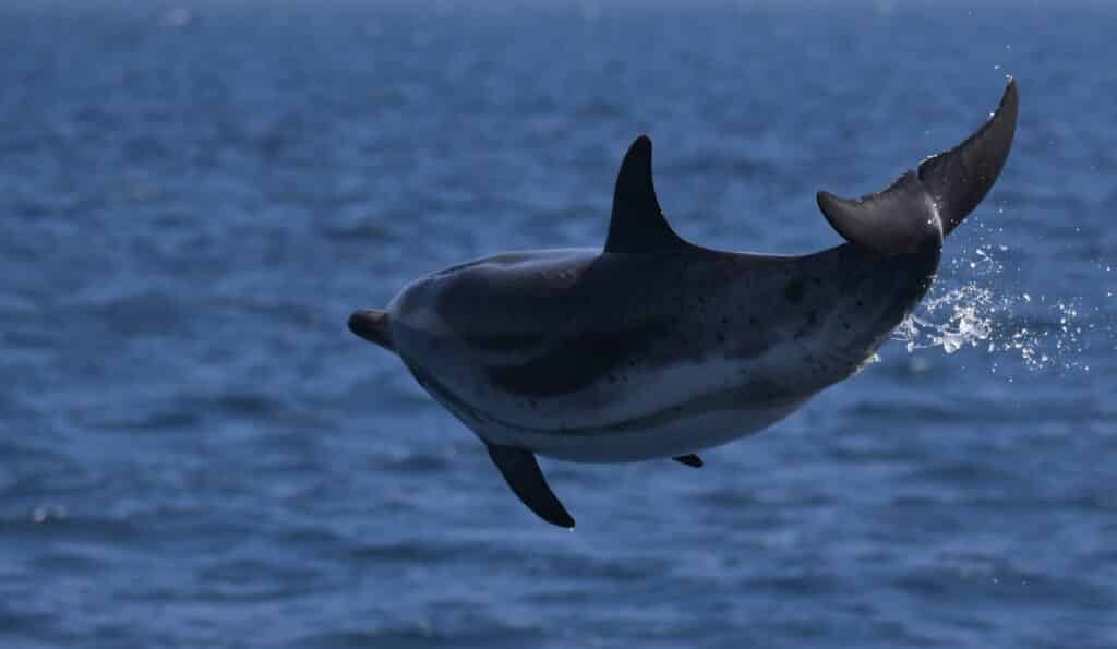 Dauphin bleu