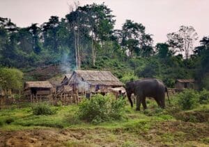 élephants Myanmar