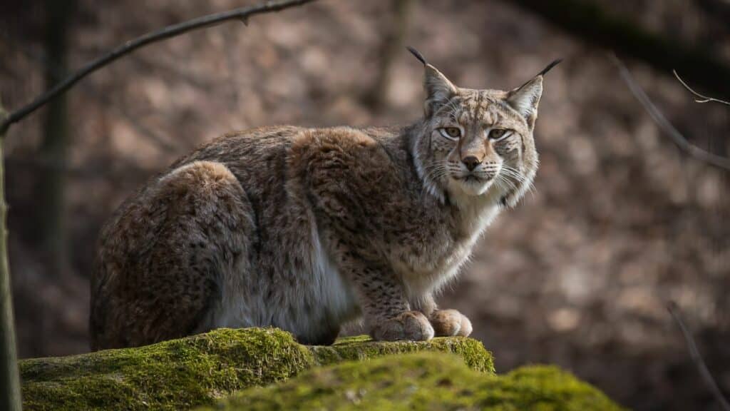 On the trail of the lynx