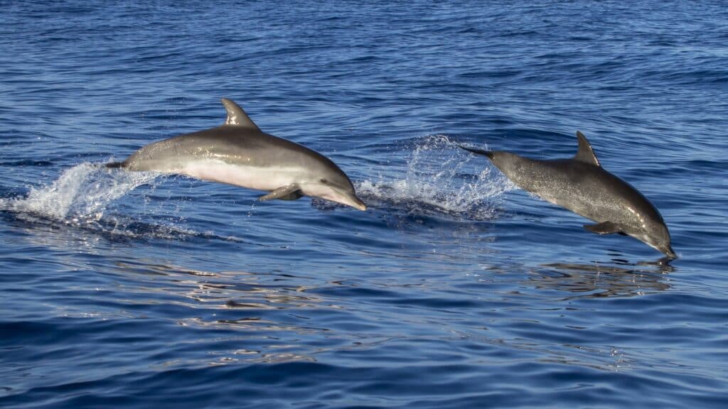 Etude dauphin cote basque