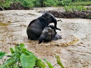 L'oozie village est un sanctuaire pour éléphants