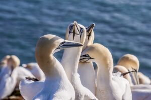 formation naturaliste bretagne