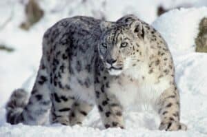 Male snow leopard