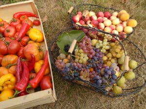 Vous serez initié à la permaculture