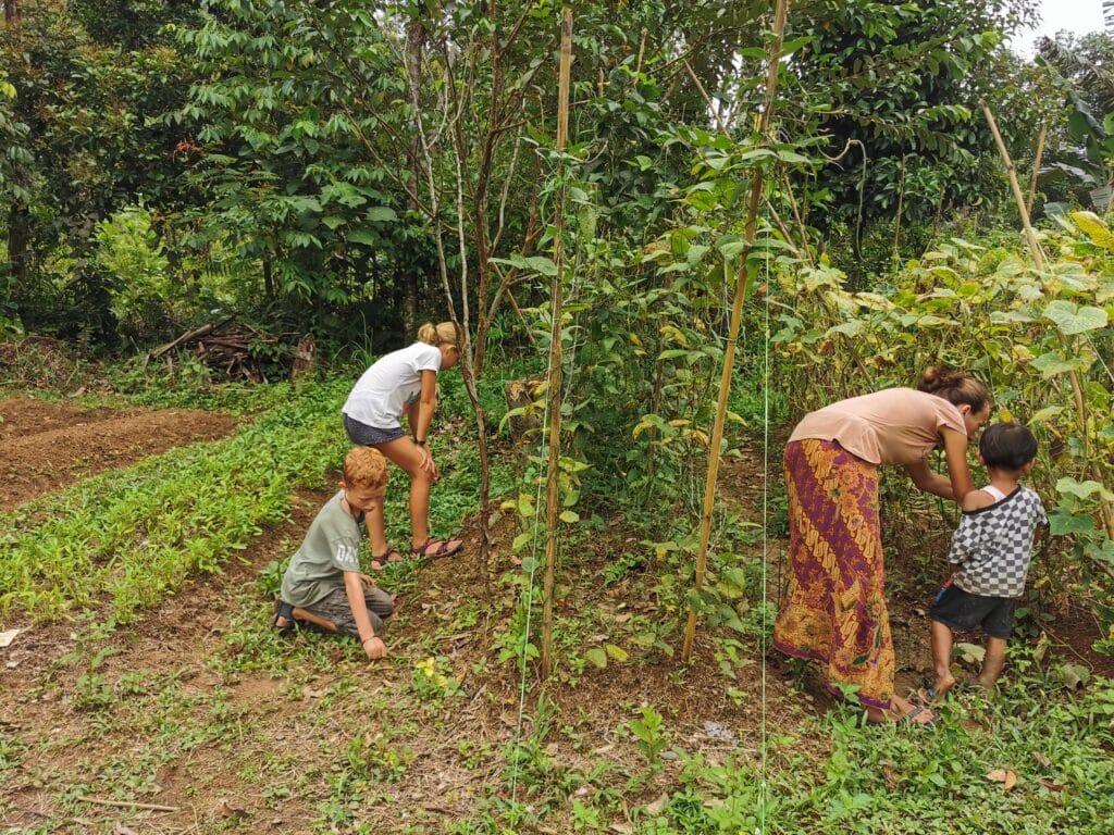 biodiversité sumatra