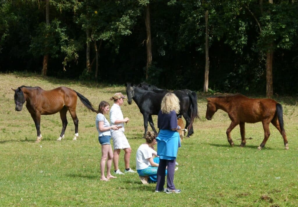 animal communication training horses kenya