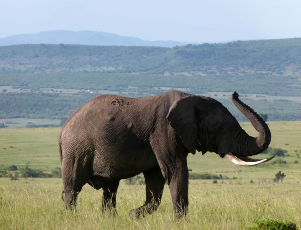 stage guidé par les éléphants