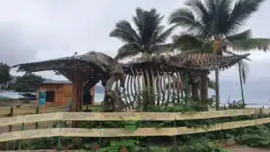 ecovolontariat baleine équateur