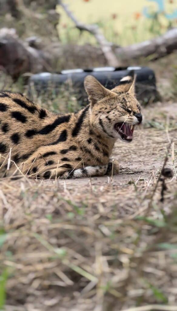 serval afrique du sud