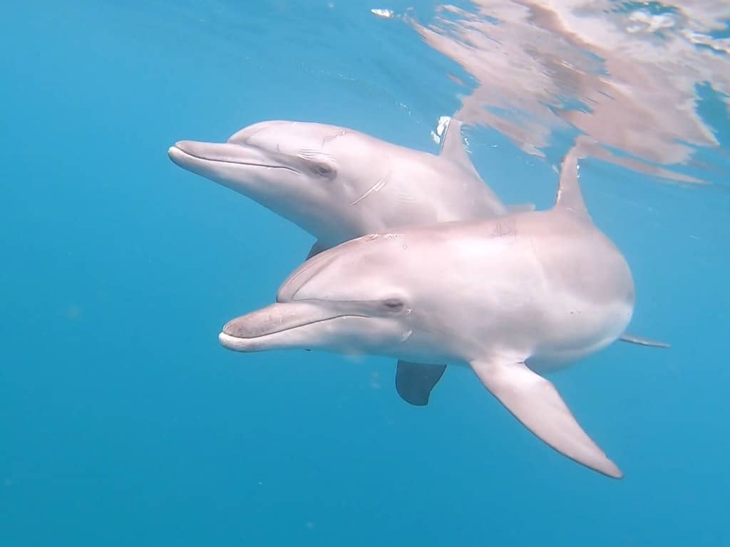 écovolontariat dauphins