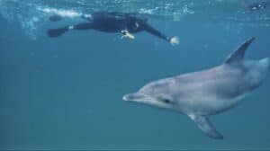 Volontaire dauphins Mozambique