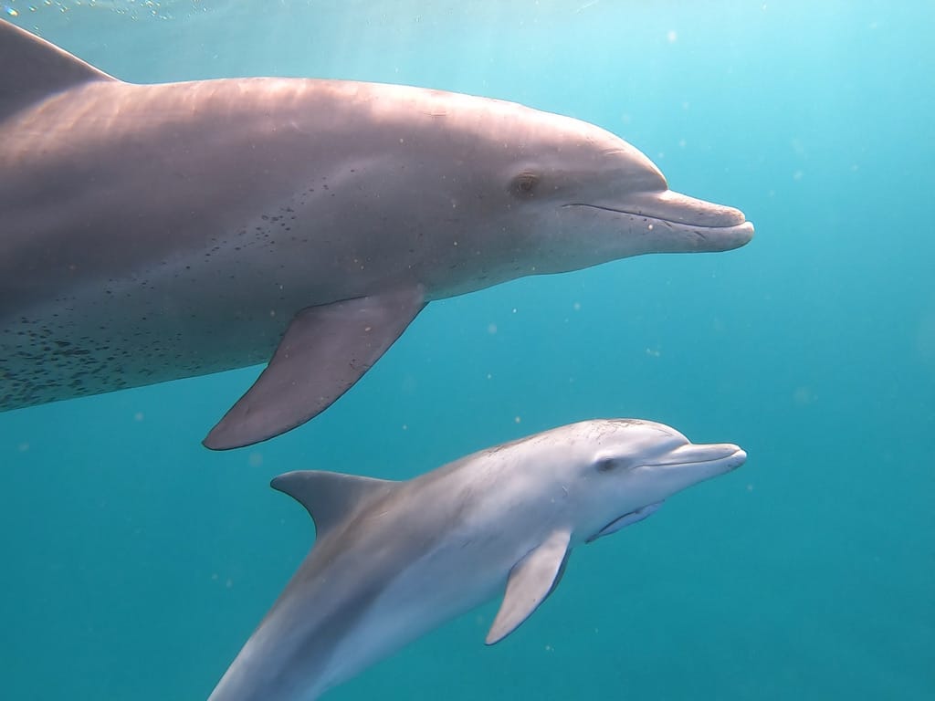 Dolphins Mozambique